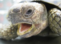 Kajmanka supia, Shea 