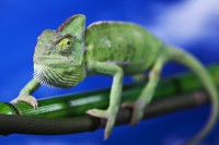 Chameleón zelený, Oregon